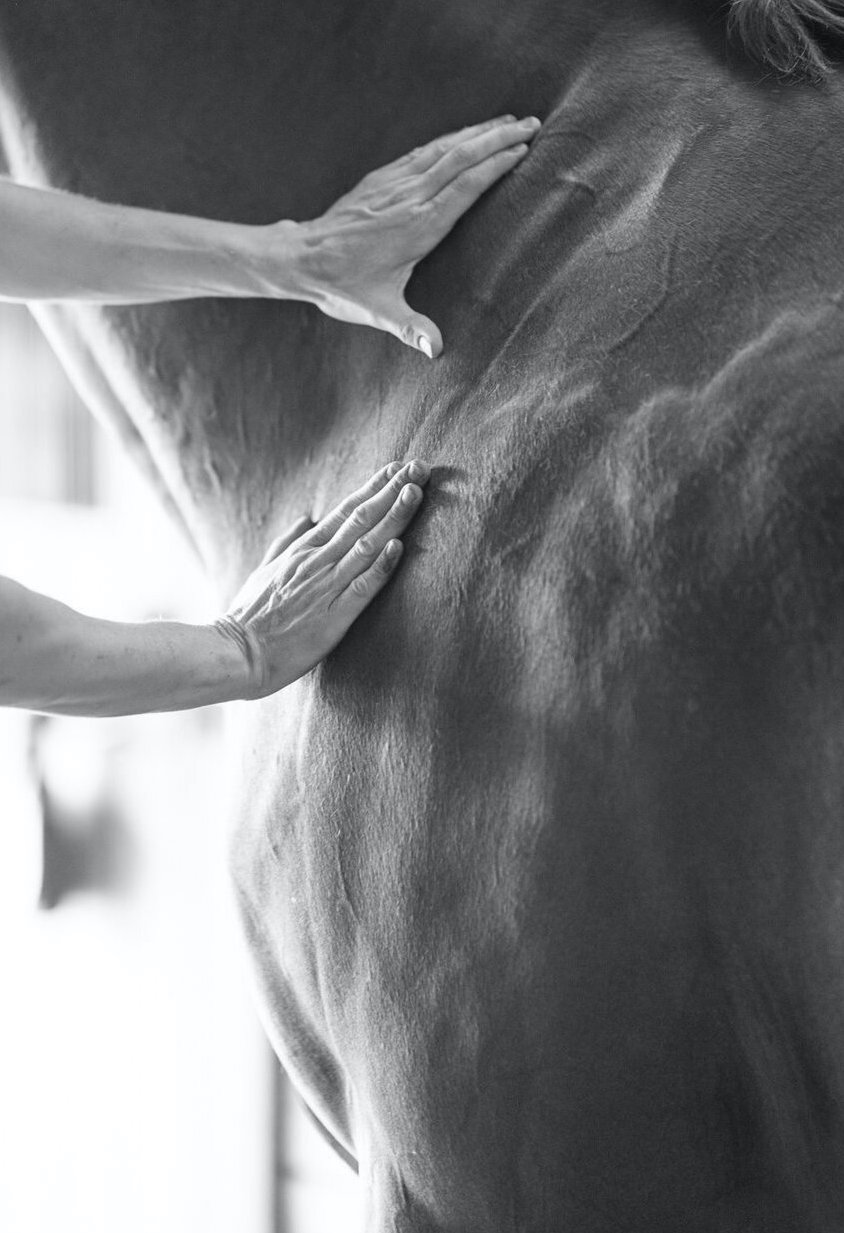Equine+Massage+Therapist+Branding+Photography copie
